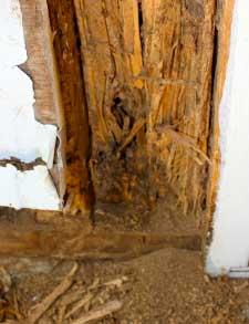 BTC termites inspection for owners