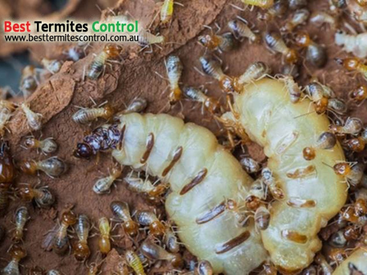 Termite queen in an active termite nest in Melbourne