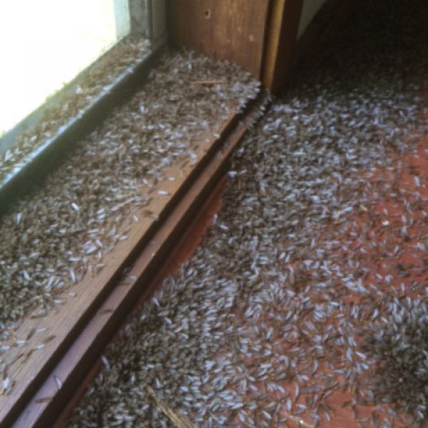 Flying Termite Treatment and Protection